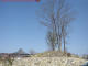 Sky and Tree