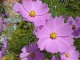 Cosmos