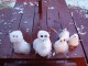 Snows