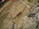 Newt