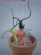 Triffid