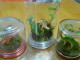 Terrarium